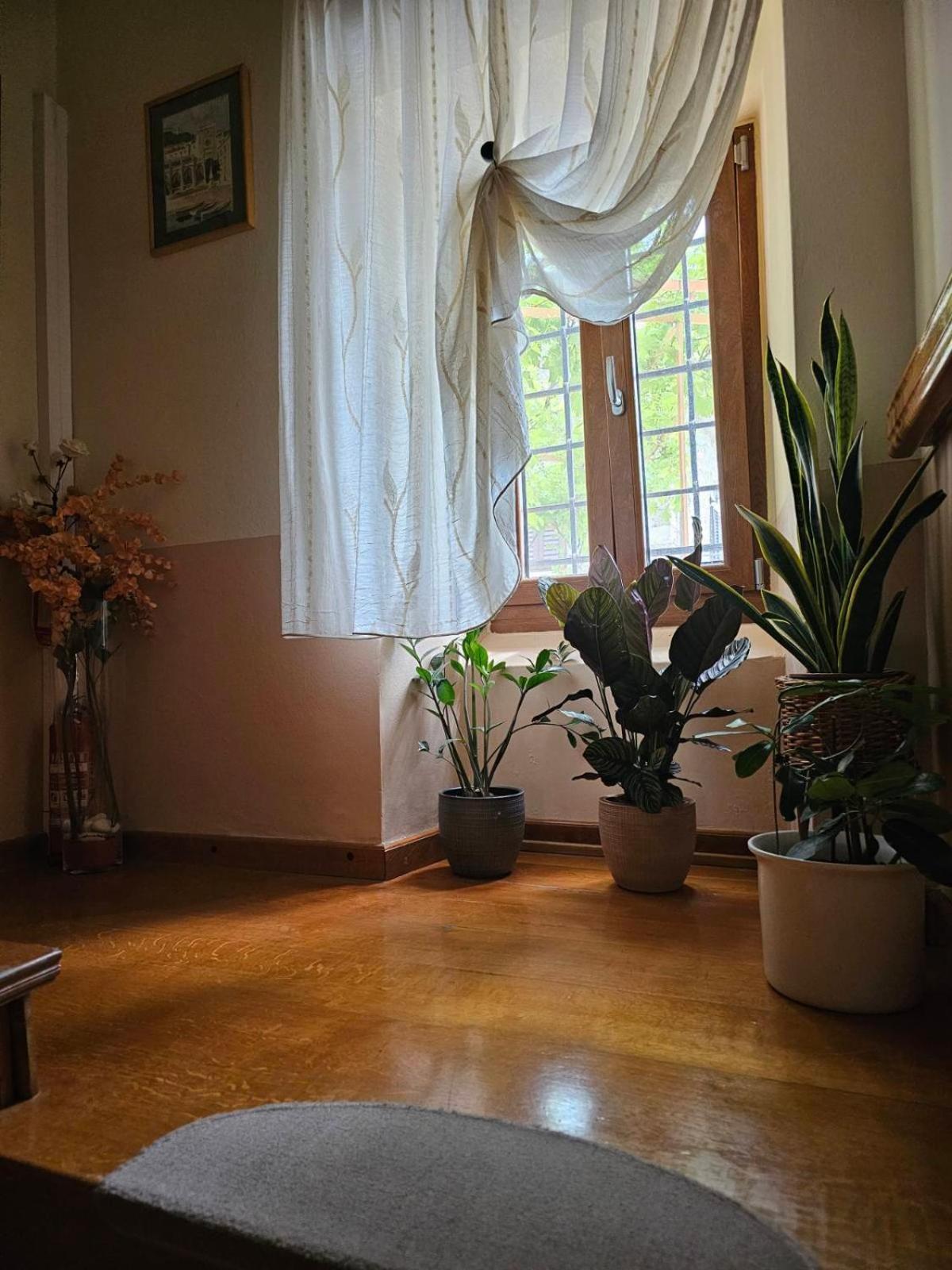 Guesthouse Villa Marija Motovun Esterno foto
